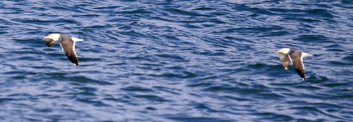 Lesser Black-backed Gull - ML645590529