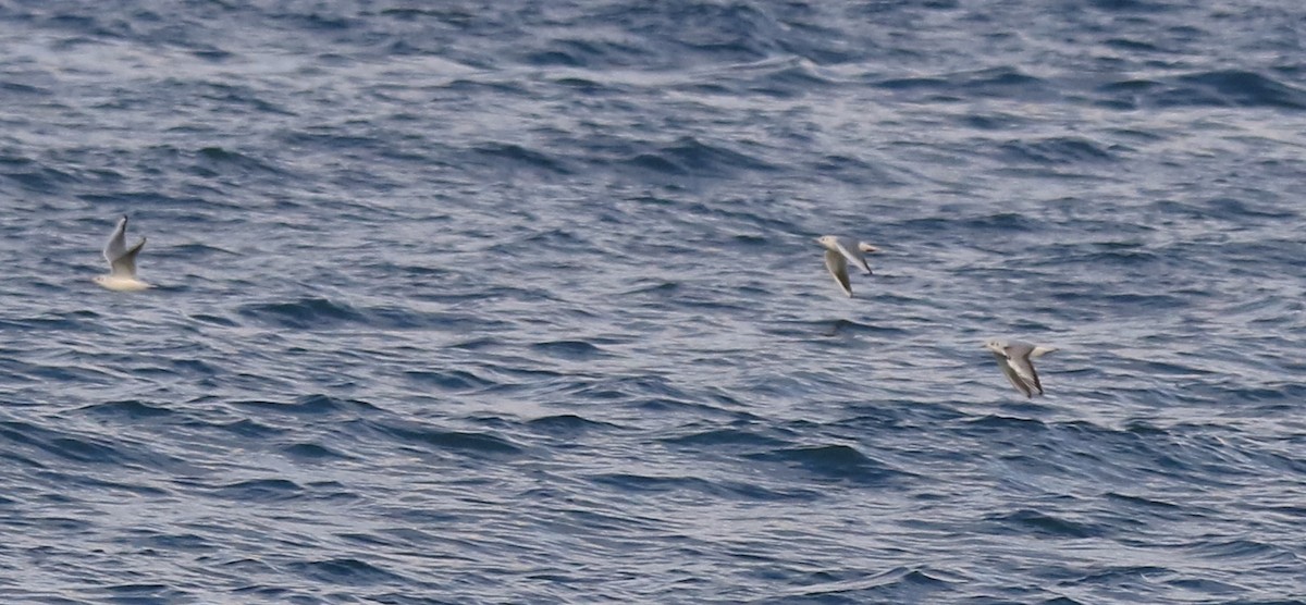 Black-headed Gull - ML645590532
