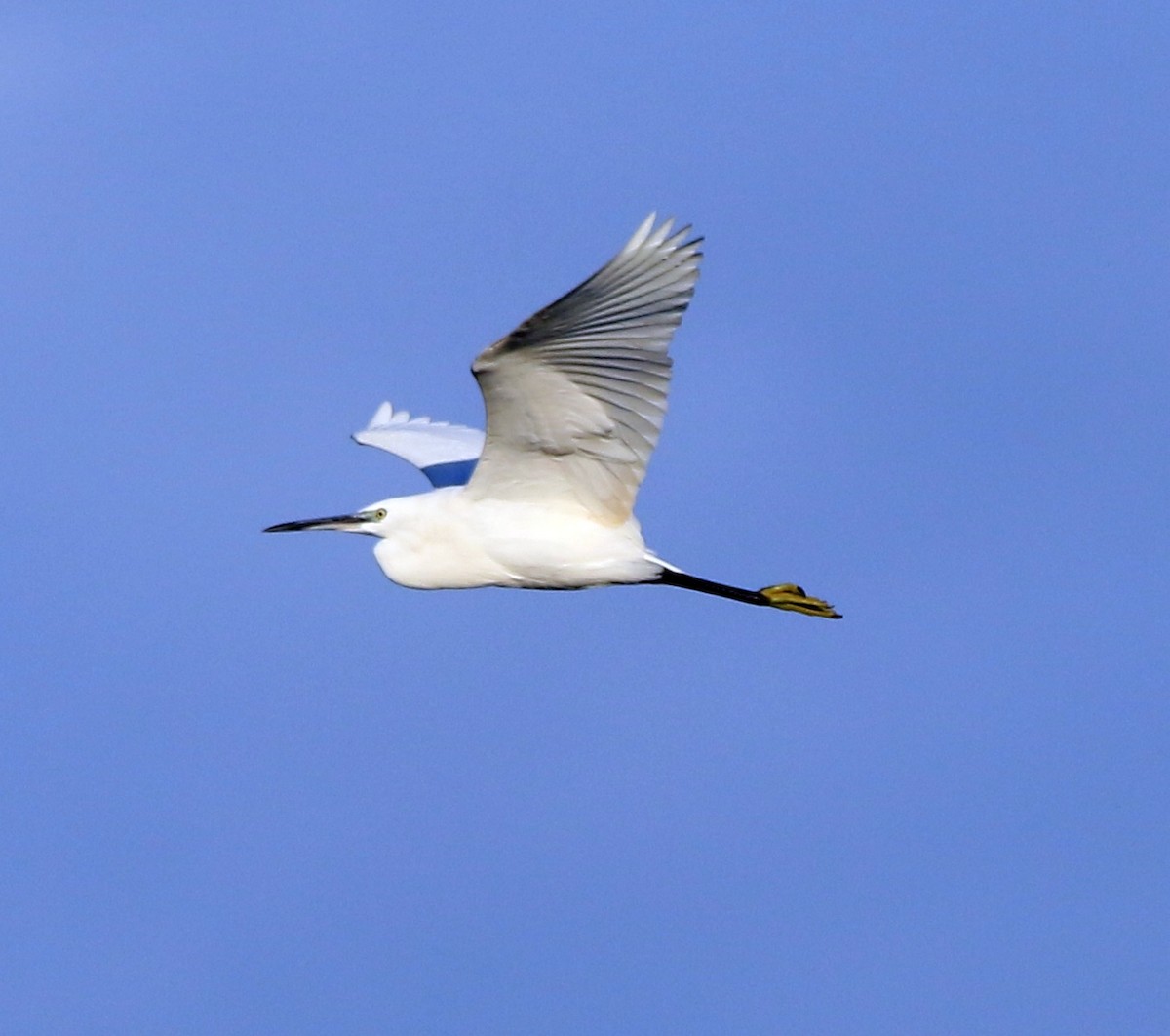 Little Egret - ML645590536