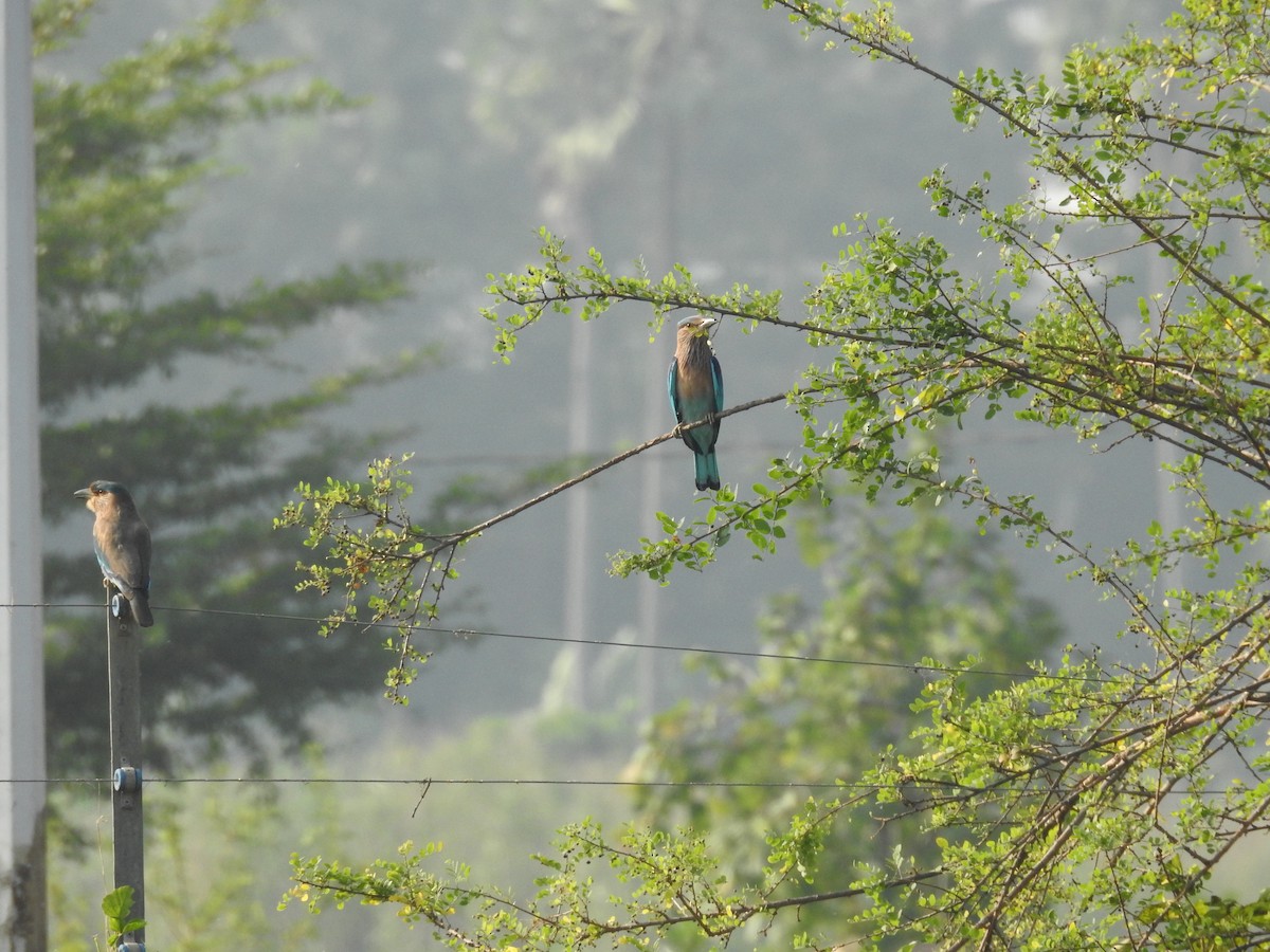 Indian Roller - ML645590541