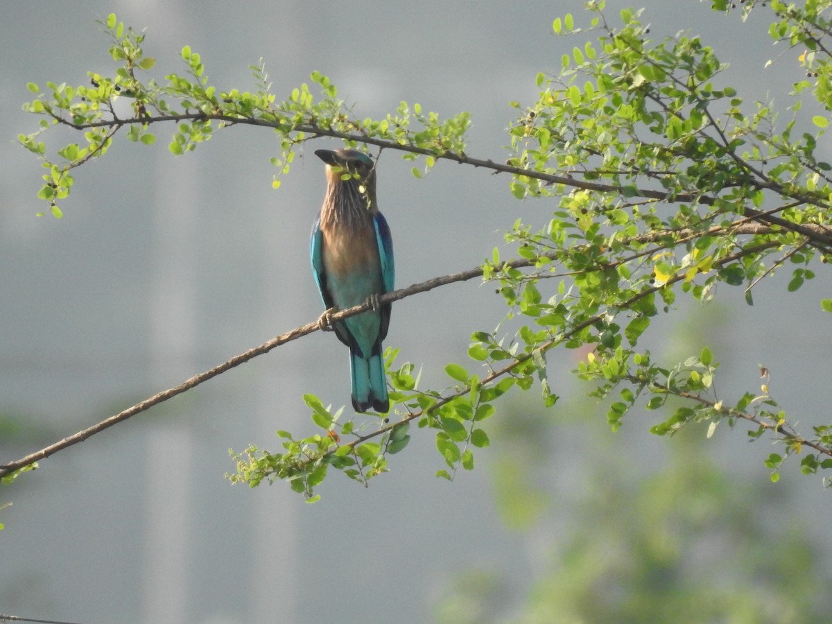 Indian Roller - ML645590542