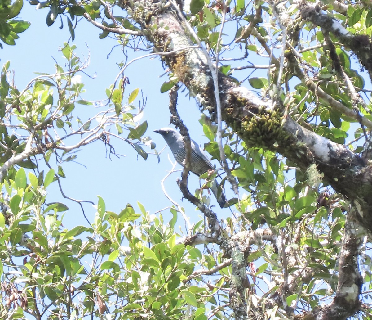 Barred Cuckooshrike - ML645590551