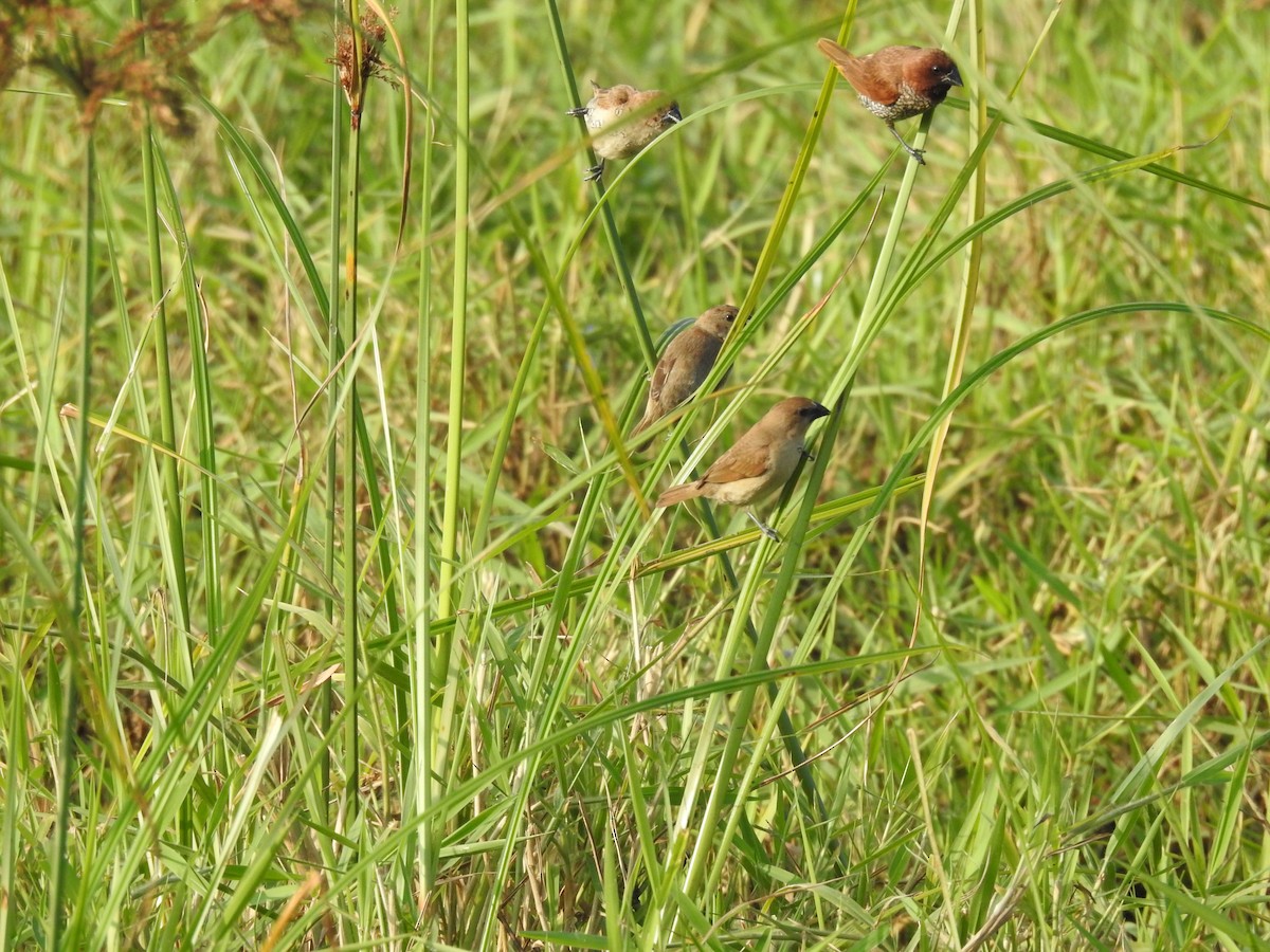 Scaly-breasted Munia - ML645590565