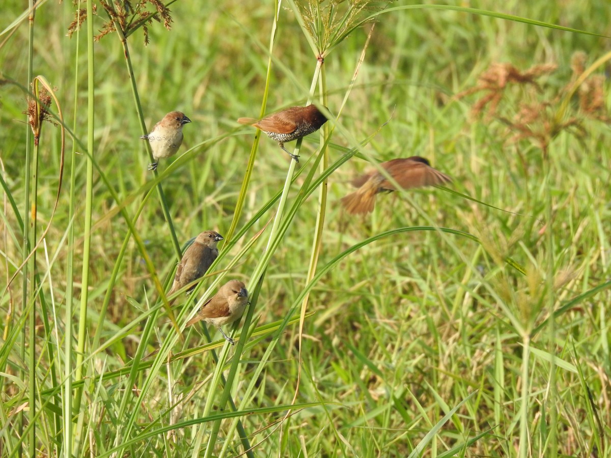 Scaly-breasted Munia - ML645590566