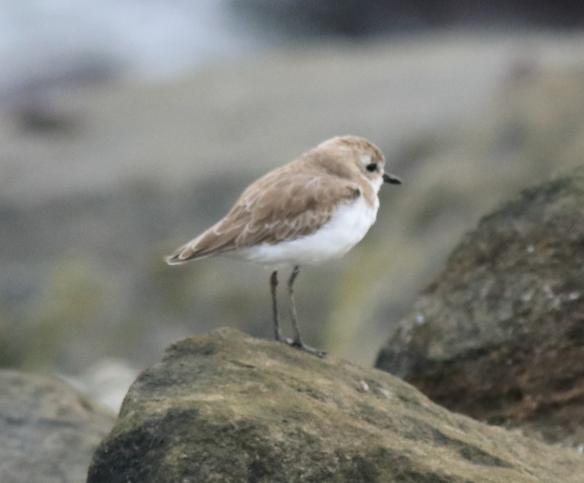 Tibetan Sand-Plover - ML645590571