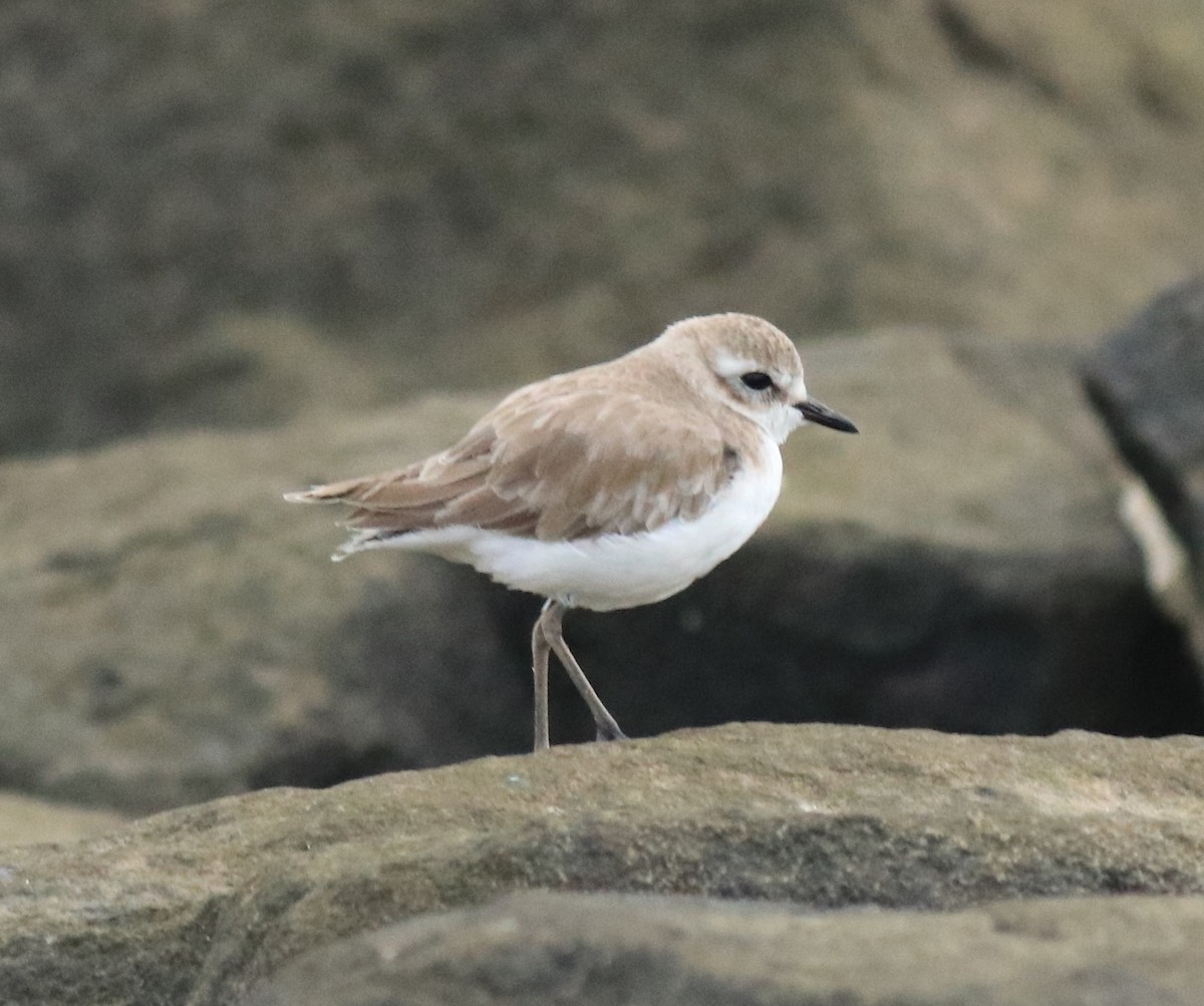 Tibetan Sand-Plover - ML645590572