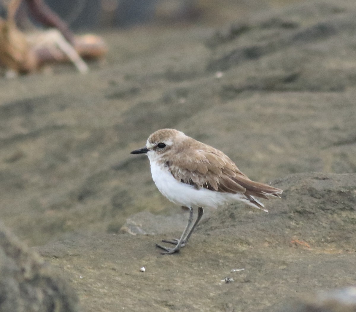 Tibetan Sand-Plover - ML645590573
