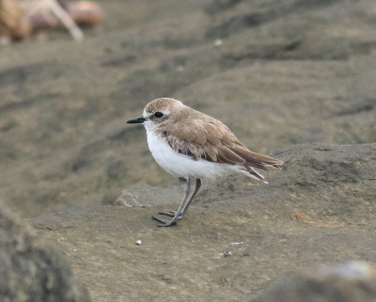Tibetan Sand-Plover - ML645590574
