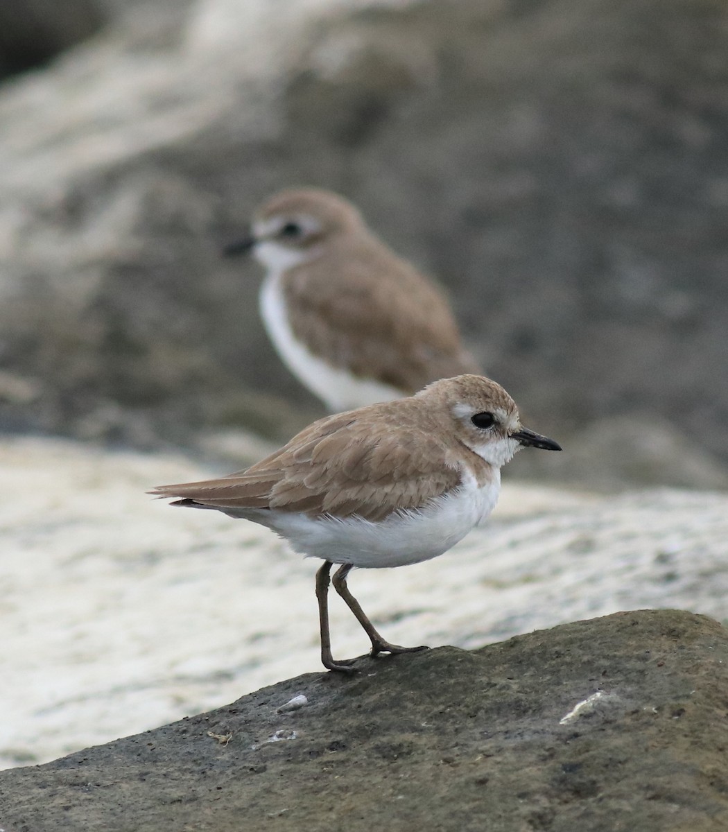 Tibetan Sand-Plover - ML645590575