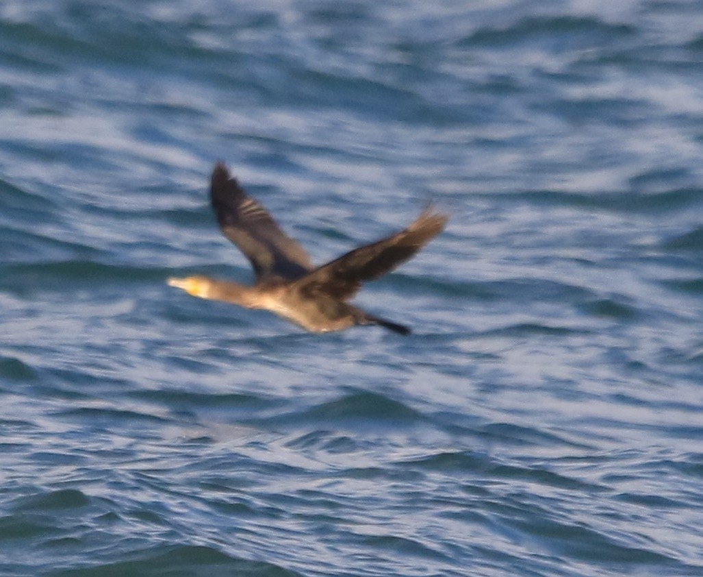 storskarv - ML645590576