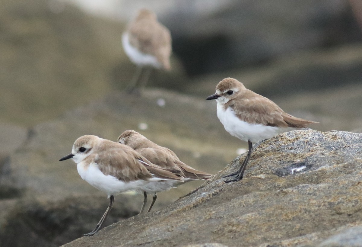 Tibetan Sand-Plover - ML645590577
