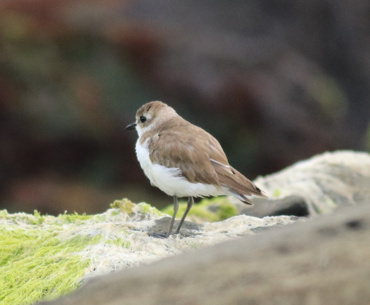 Tibetan Sand-Plover - ML645590578