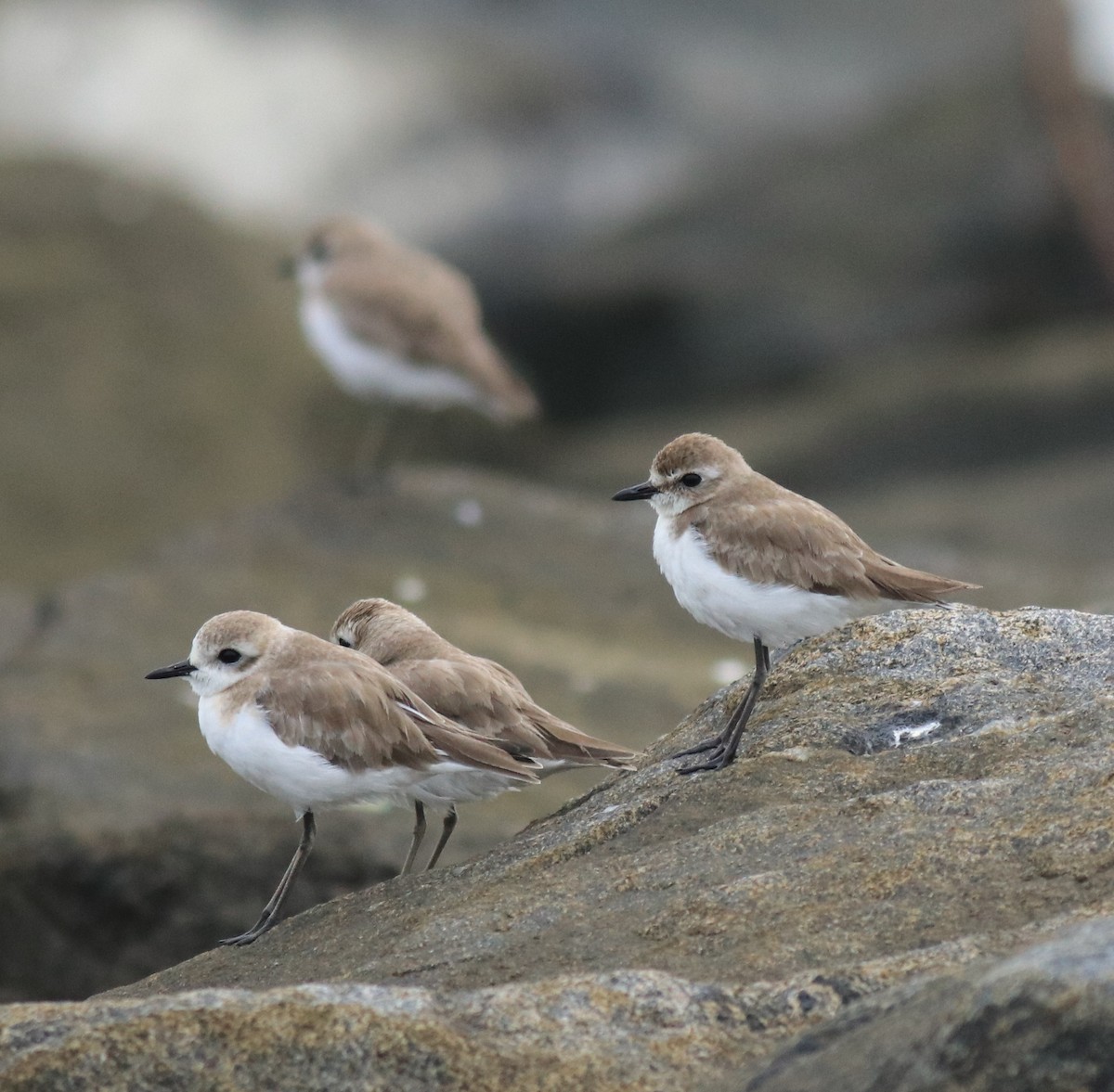 Tibetan Sand-Plover - ML645590580