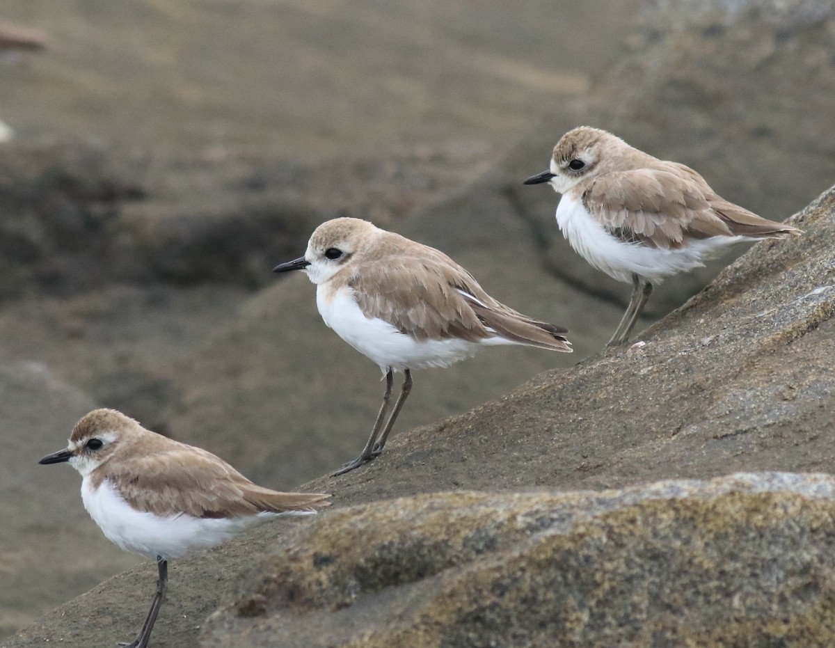 Tibetan Sand-Plover - ML645590581