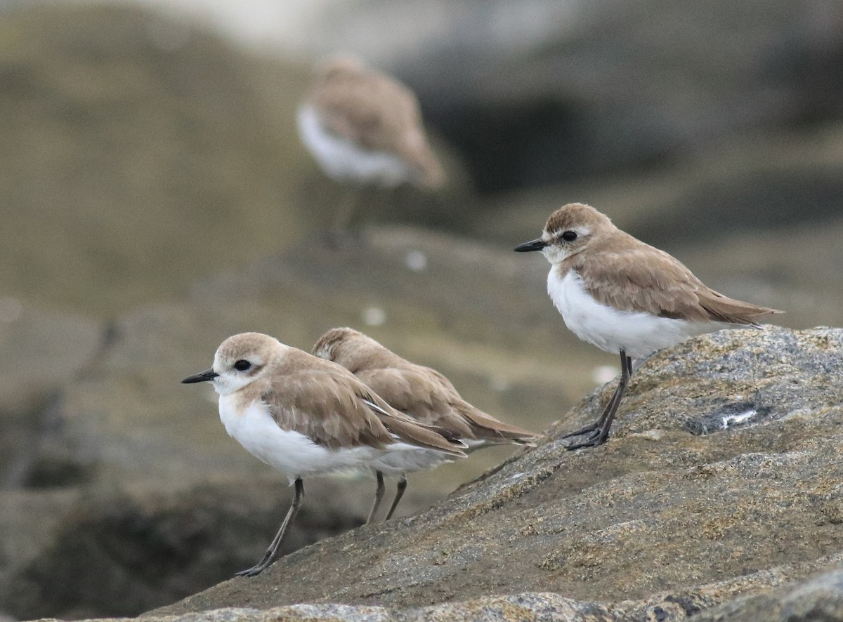 Tibetan Sand-Plover - ML645590582