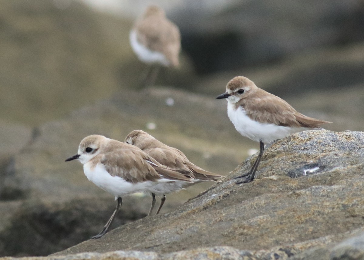 Tibetan Sand-Plover - ML645590583