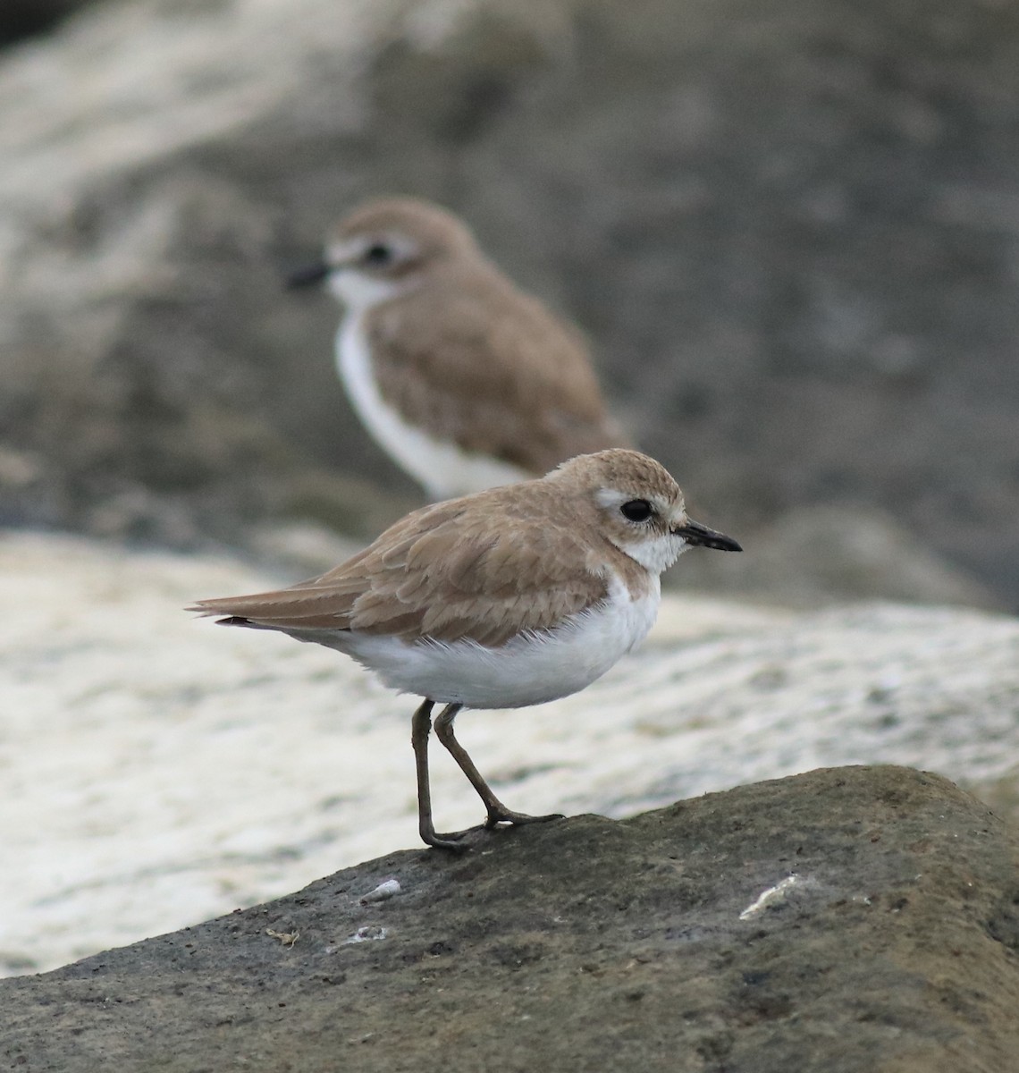 Tibetan Sand-Plover - ML645590585