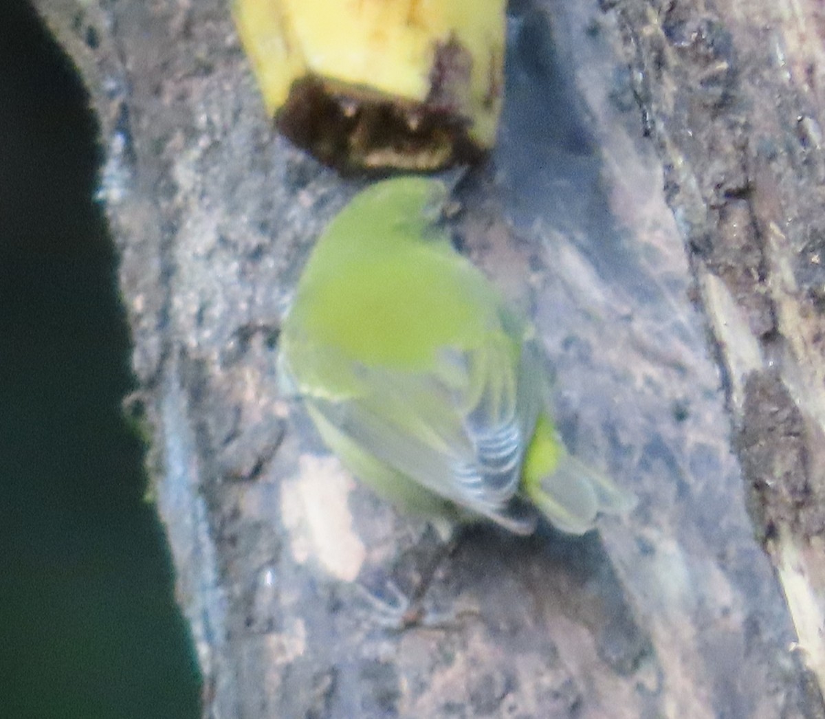 Червоїд світлобровий - ML645590587