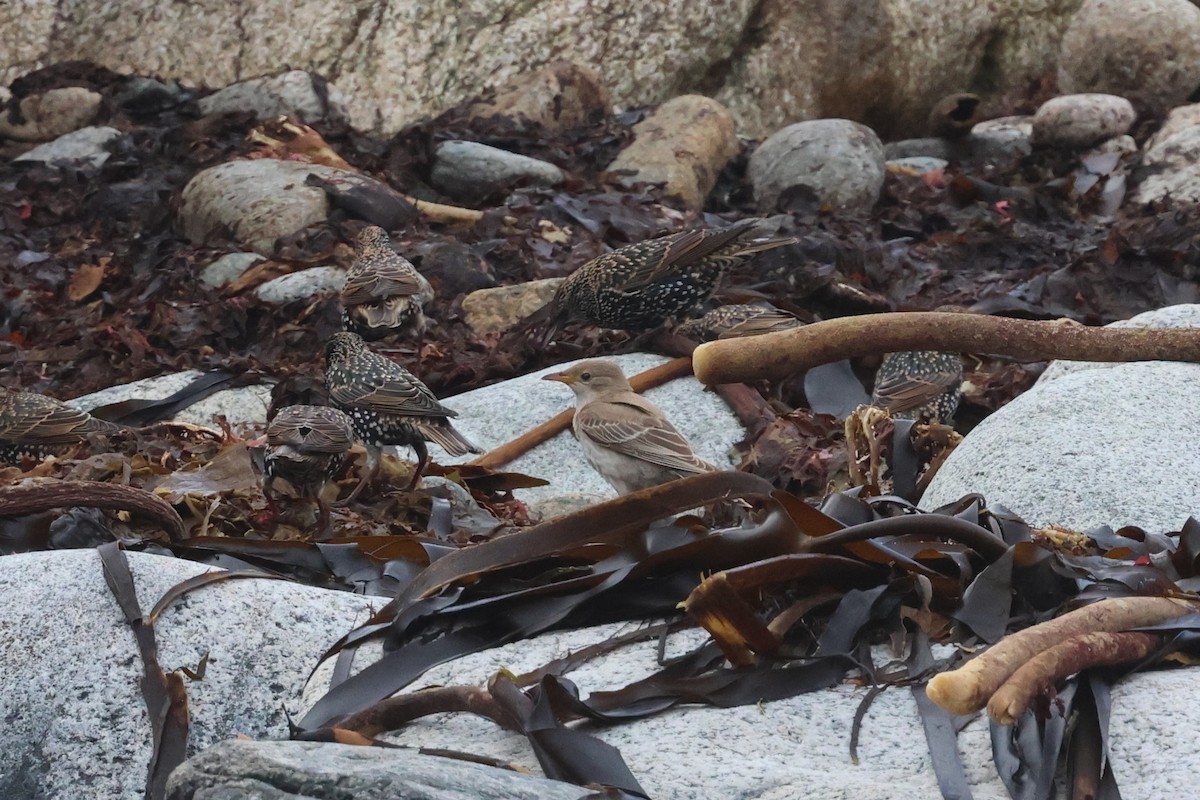 Rosy Starling - ML645590591