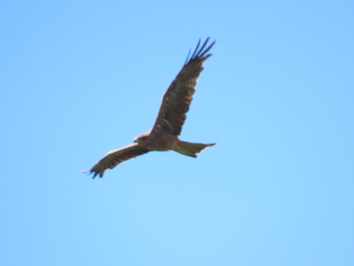 トビ（migrans グループ） - ML645590592