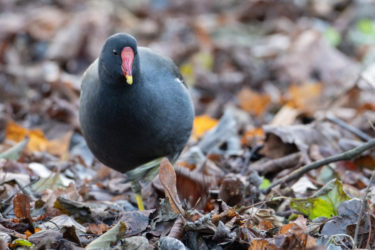 バン - ML645590600