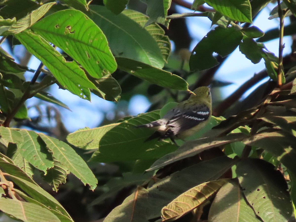 クリイロアメリカムシクイ - ML645590601