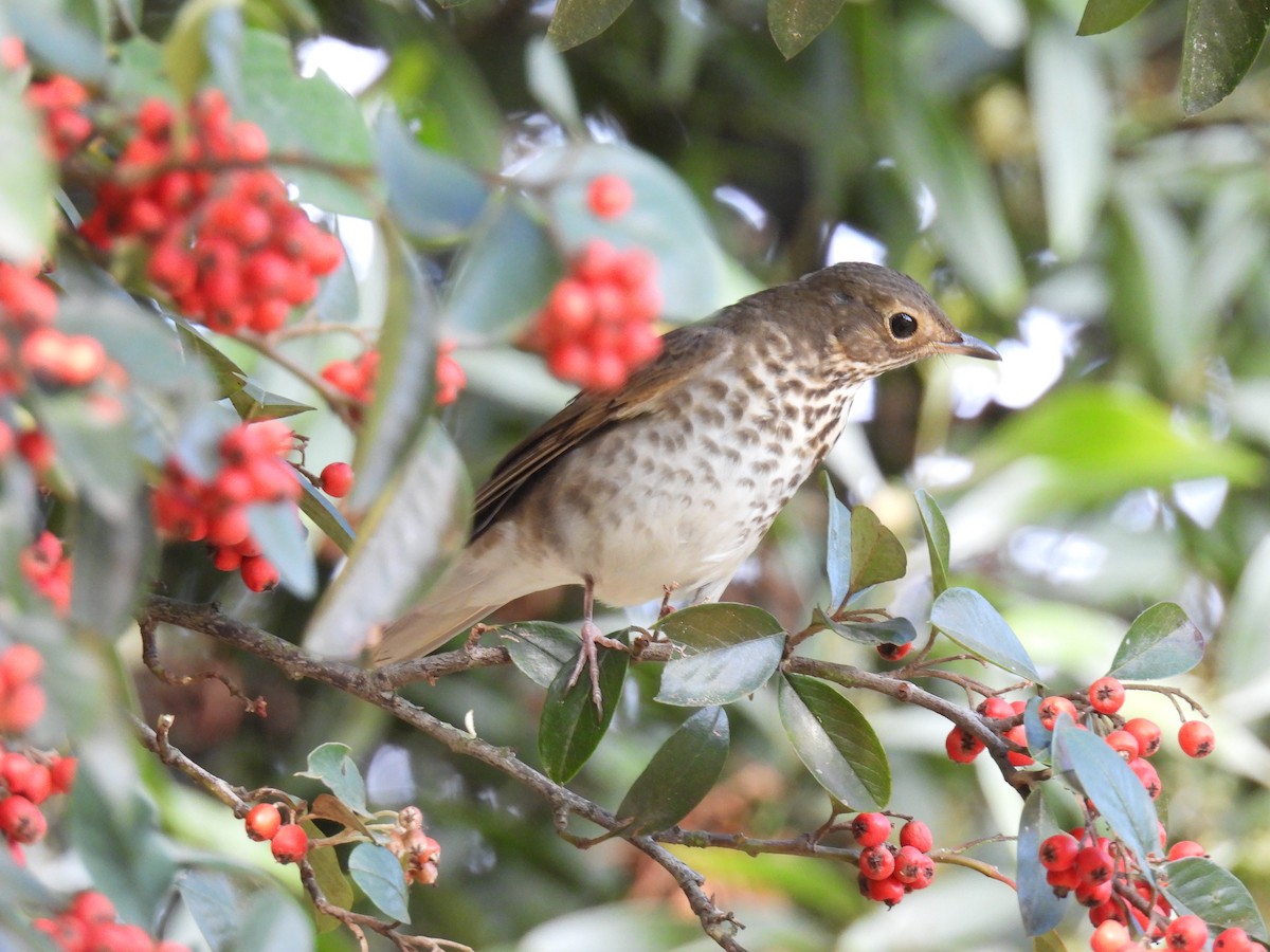 オリーブチャツグミ - ML645590602