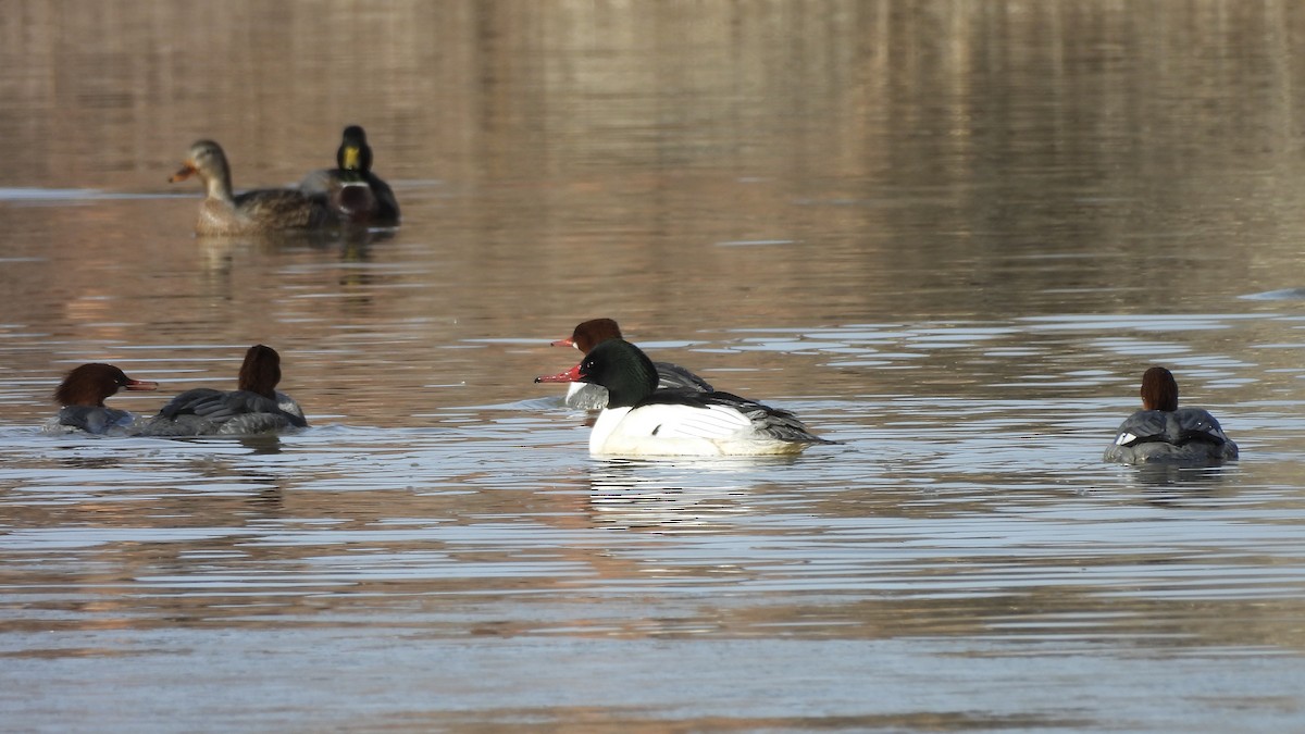 カワアイサ（americanus） - ML645590603