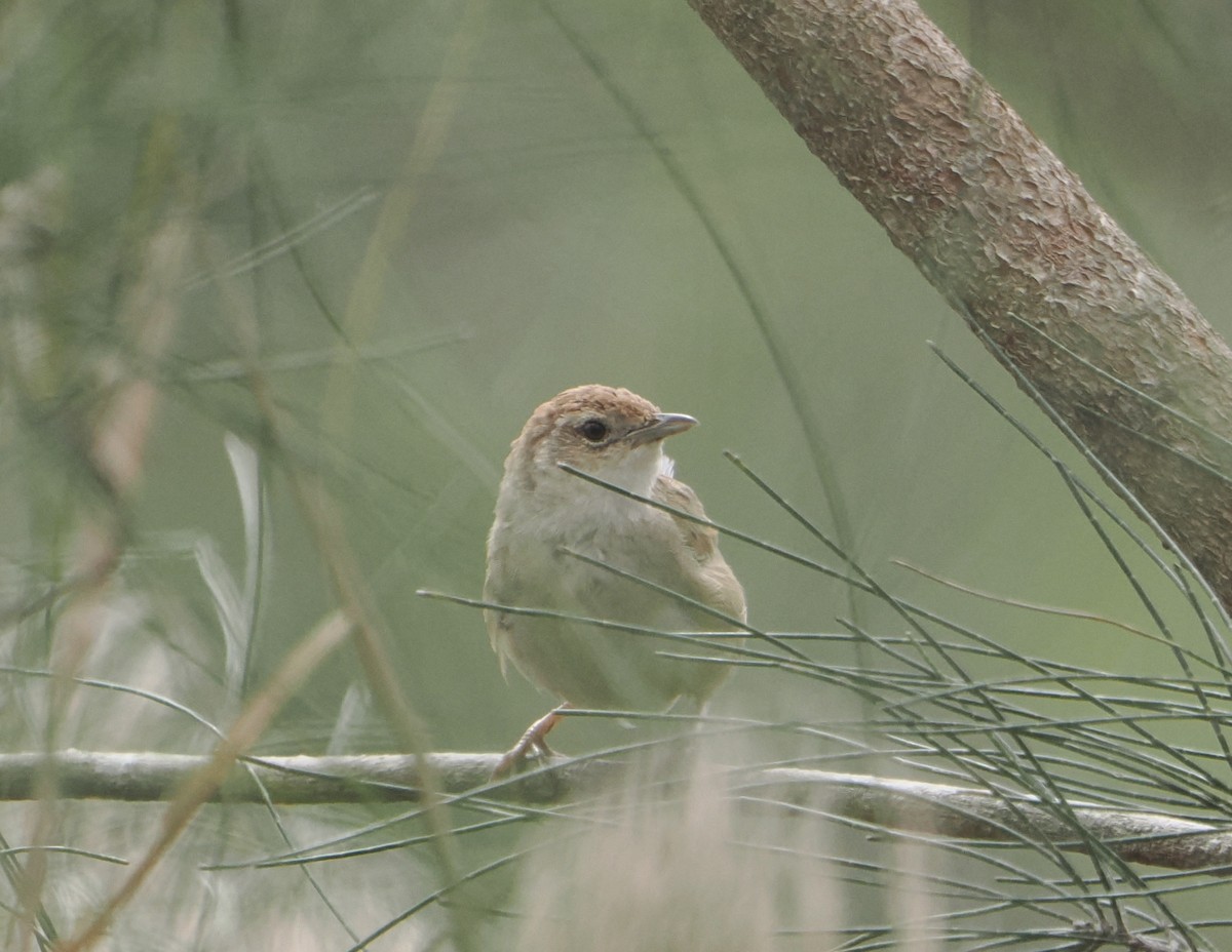 ズアカオオセッカ - ML645590605