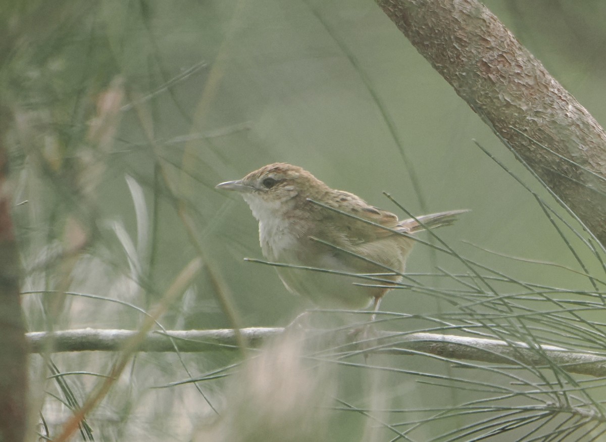 ズアカオオセッカ - ML645590606