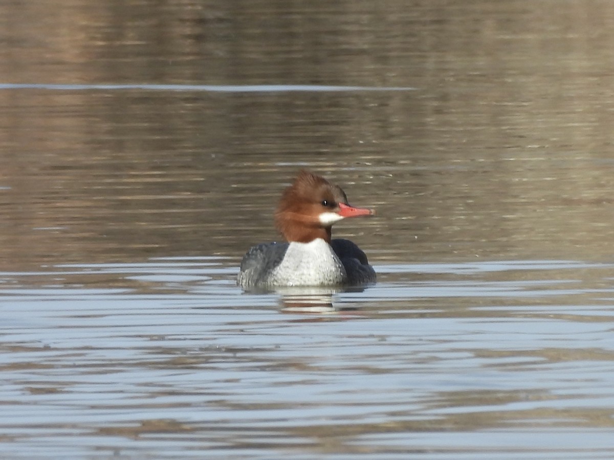 カワアイサ（americanus） - ML645590607