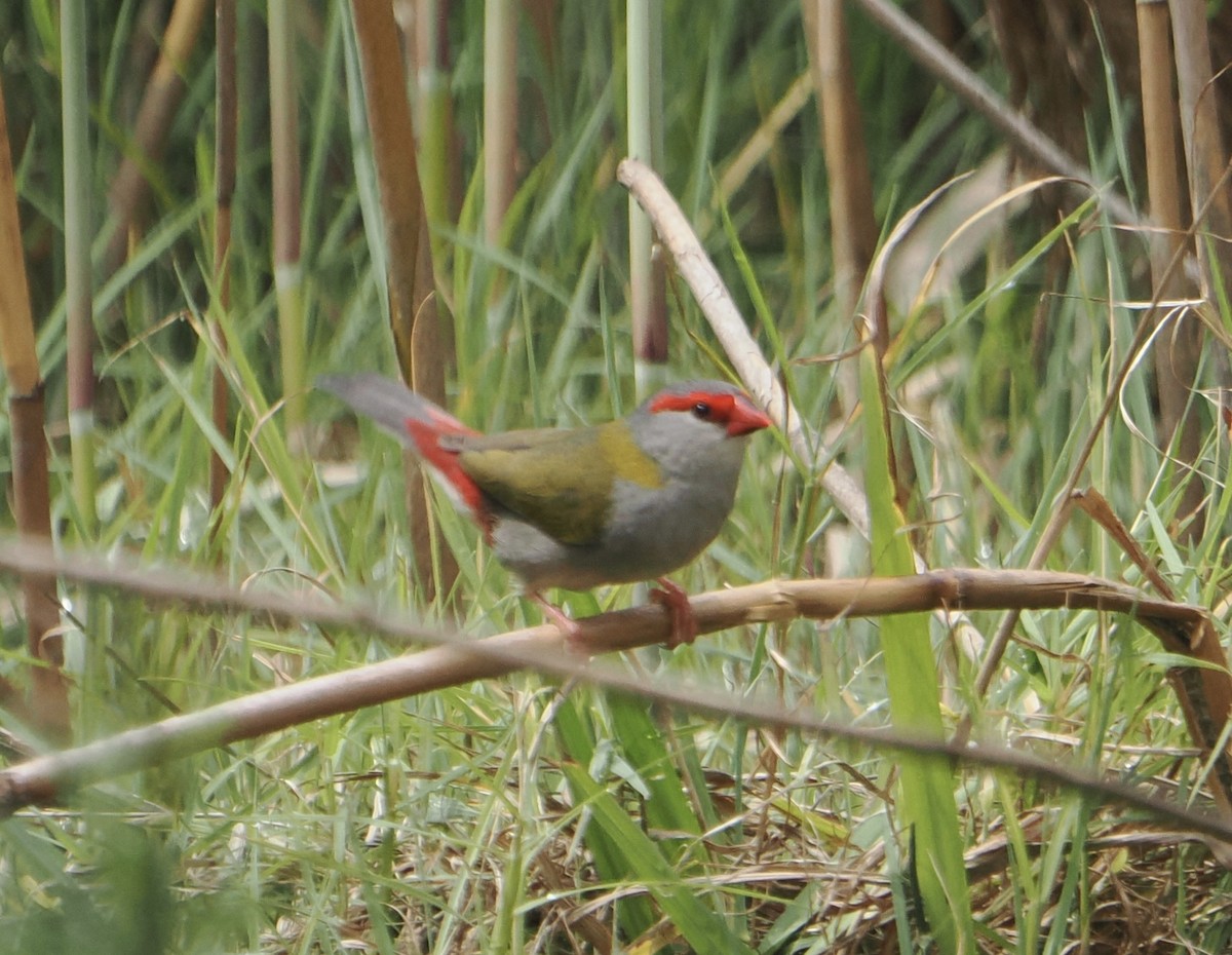 フヨウチョウ - ML645590609