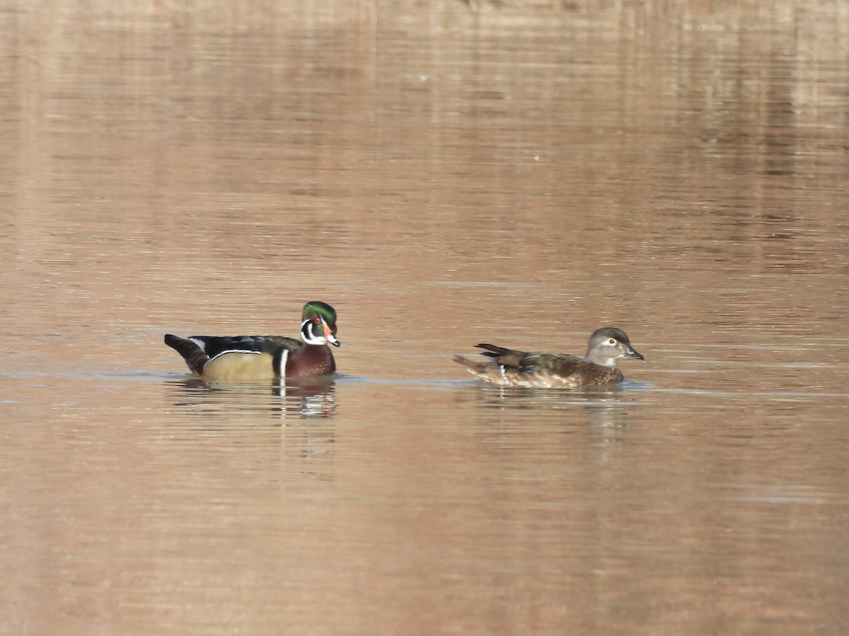 アメリカオシ - ML645590610