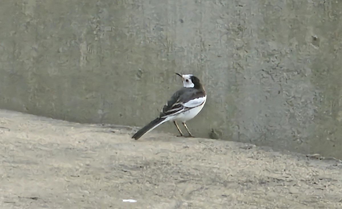 ハクセキレイ - ML645590611