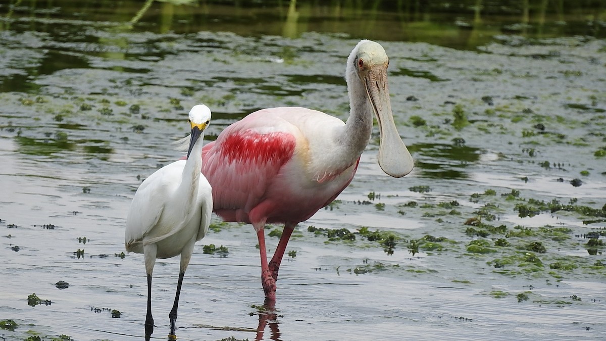 ベニヘラサギ - ML645590613