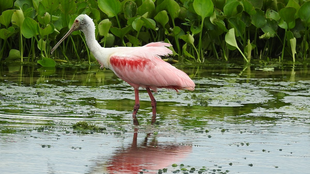 ベニヘラサギ - ML645590614