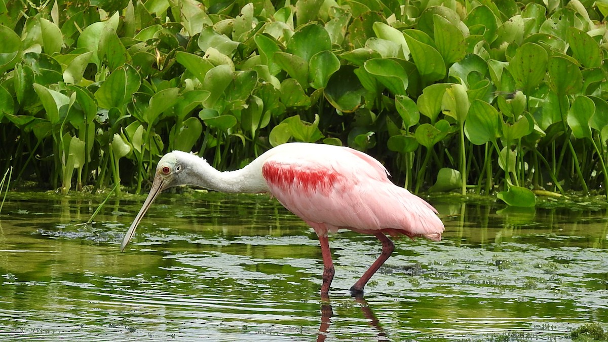 ベニヘラサギ - ML645590615