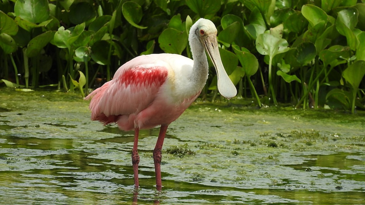 ベニヘラサギ - ML645590616