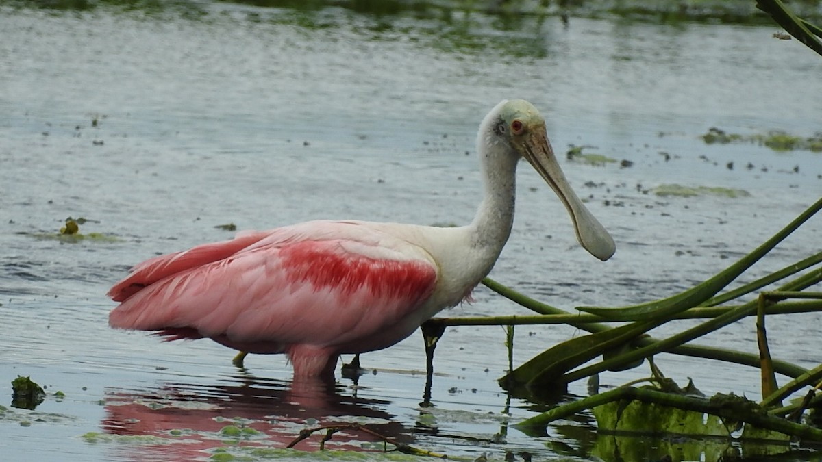 ベニヘラサギ - ML645590617