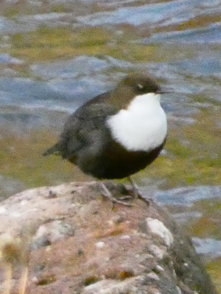 ムナジロカワガラス - ML645590618