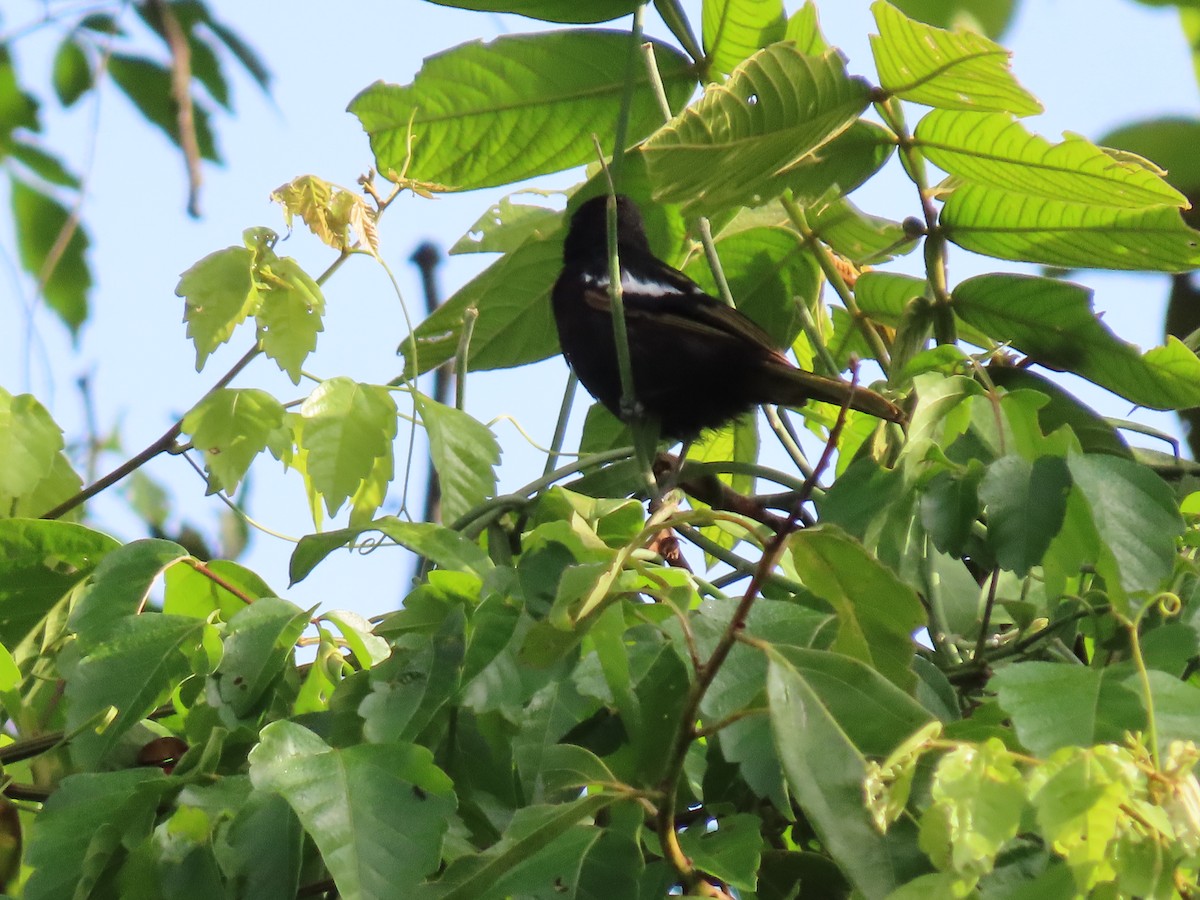 モンツキクロフウキンチョウ - ML645590621