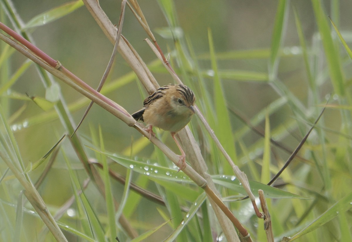 タイワンセッカ - ML645590622