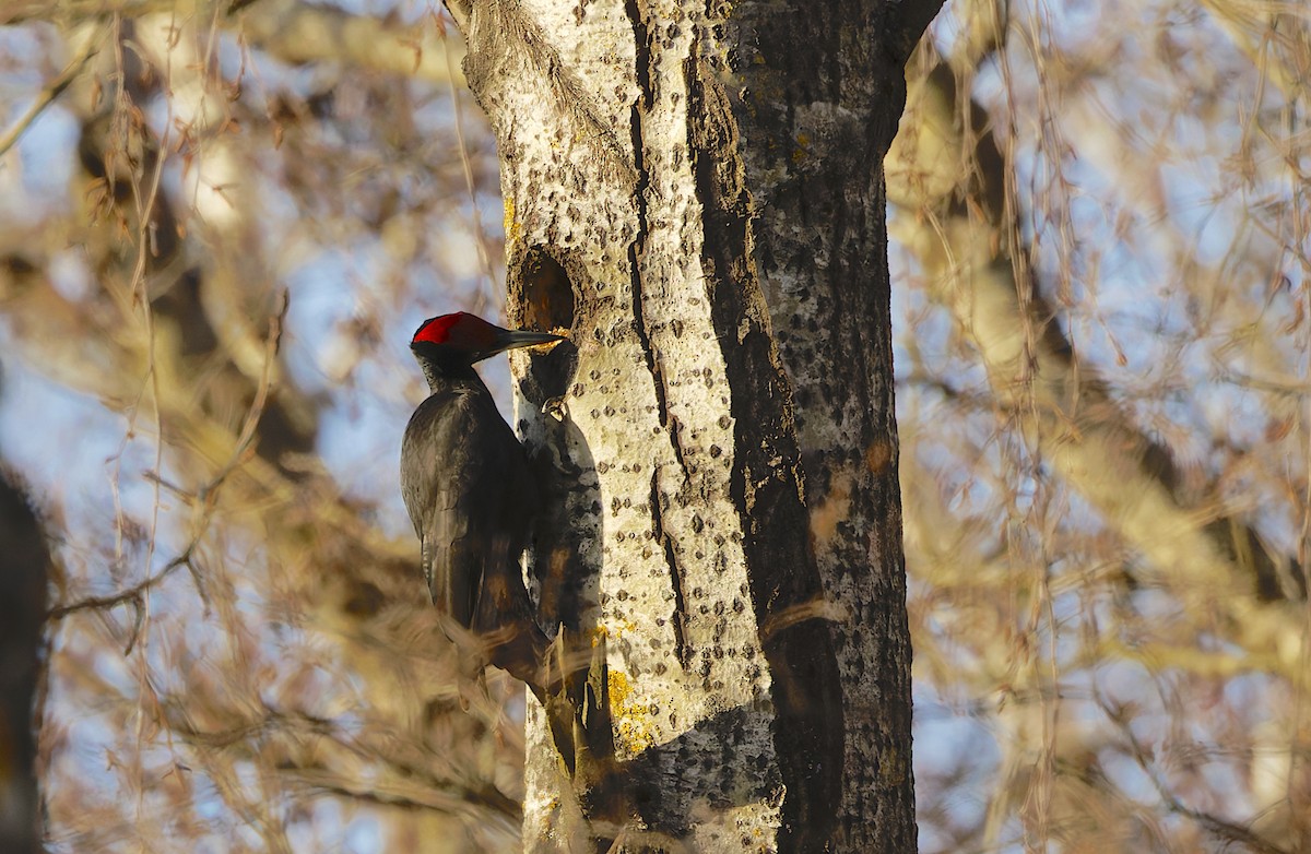 クマゲラ - ML645590624
