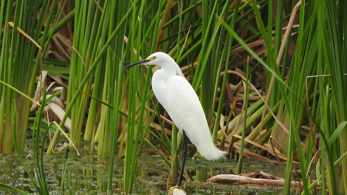 ユキコサギ - ML645590625