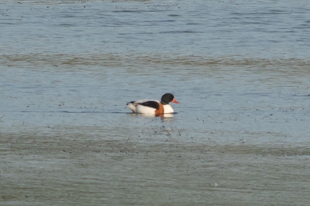 ツクシガモ - ML645590626