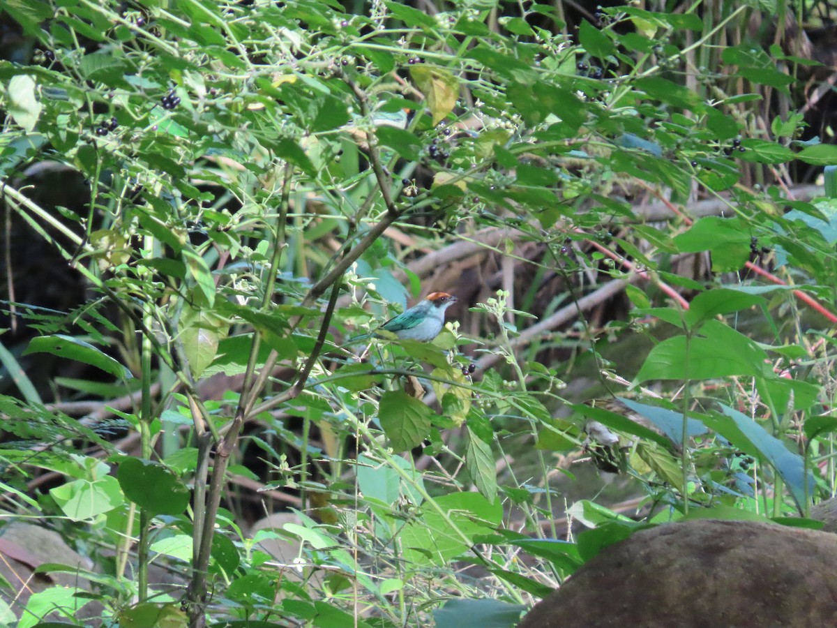 ギンミドリフウキンチョウ - ML645590628