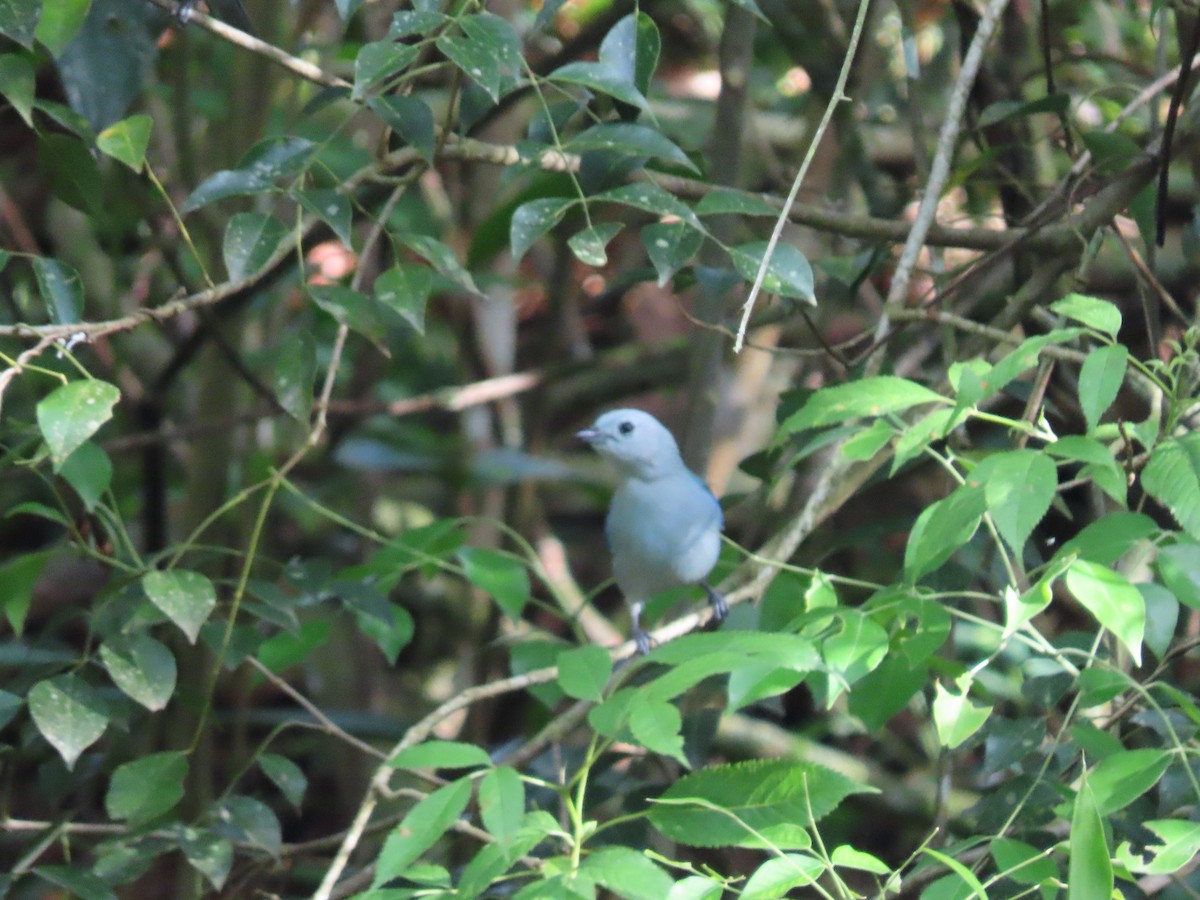 ソライロフウキンチョウ - ML645590629