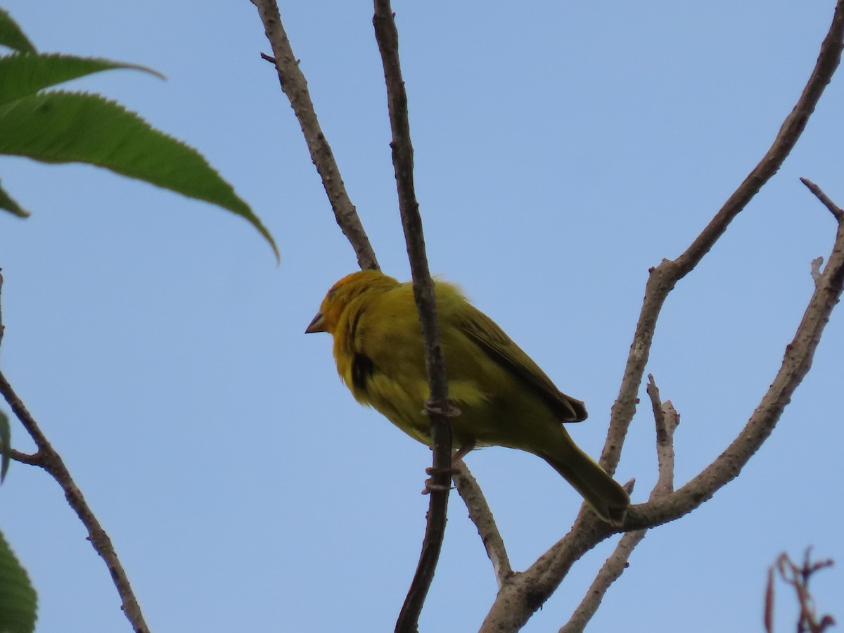 キンノジコ - ML645590631