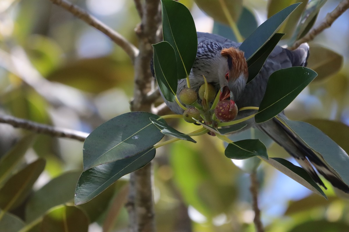 Topknot Pigeon - ML645590632