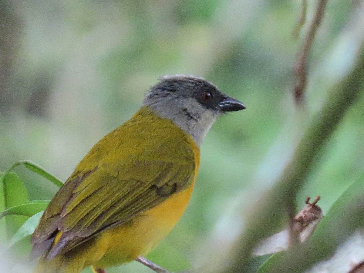 カンムリフウキンチョウ - ML645590634